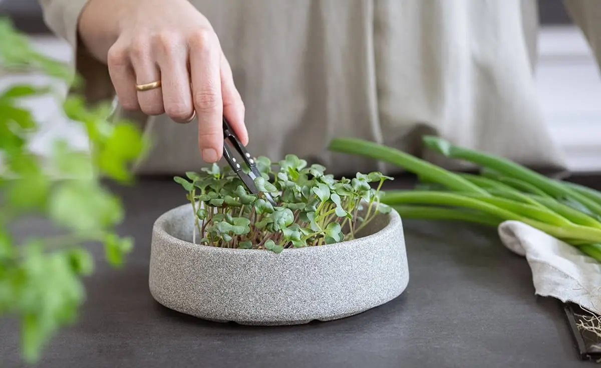 Microgarten Granicium® kaufen
